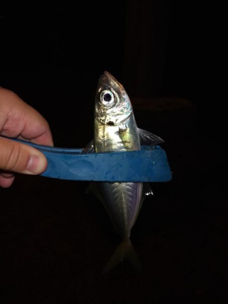 常夜灯下で爆釣